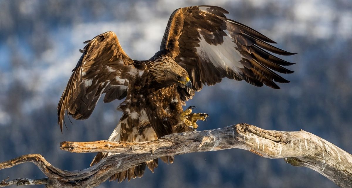 Discover Navajo Nation Navajo Nation Zoo & Botanical Park