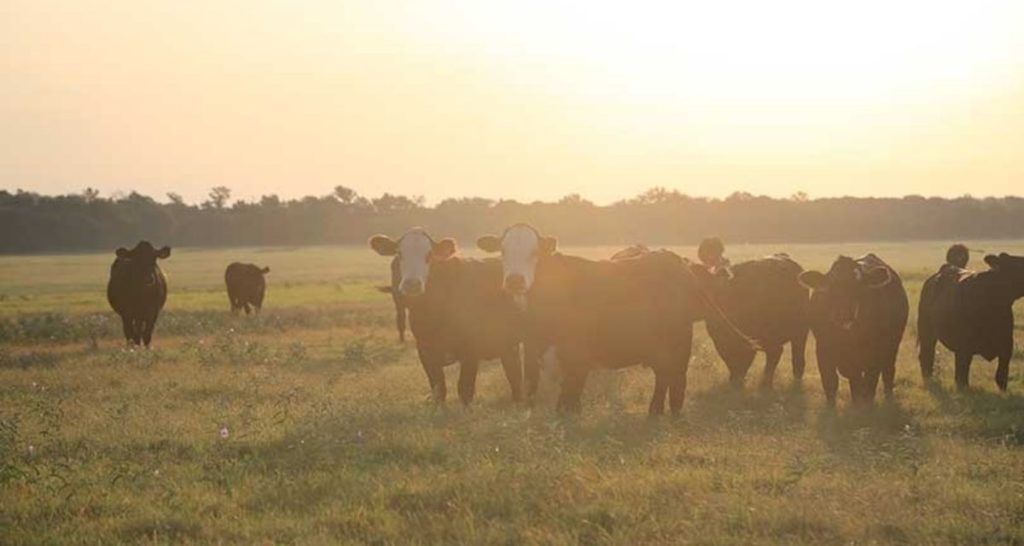 Photo Credit: Texas Farm Bureau 