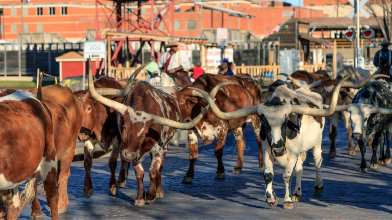 Top 5 Things To Do In Fort Worth, Texas - Cowboy Lifestyle Network