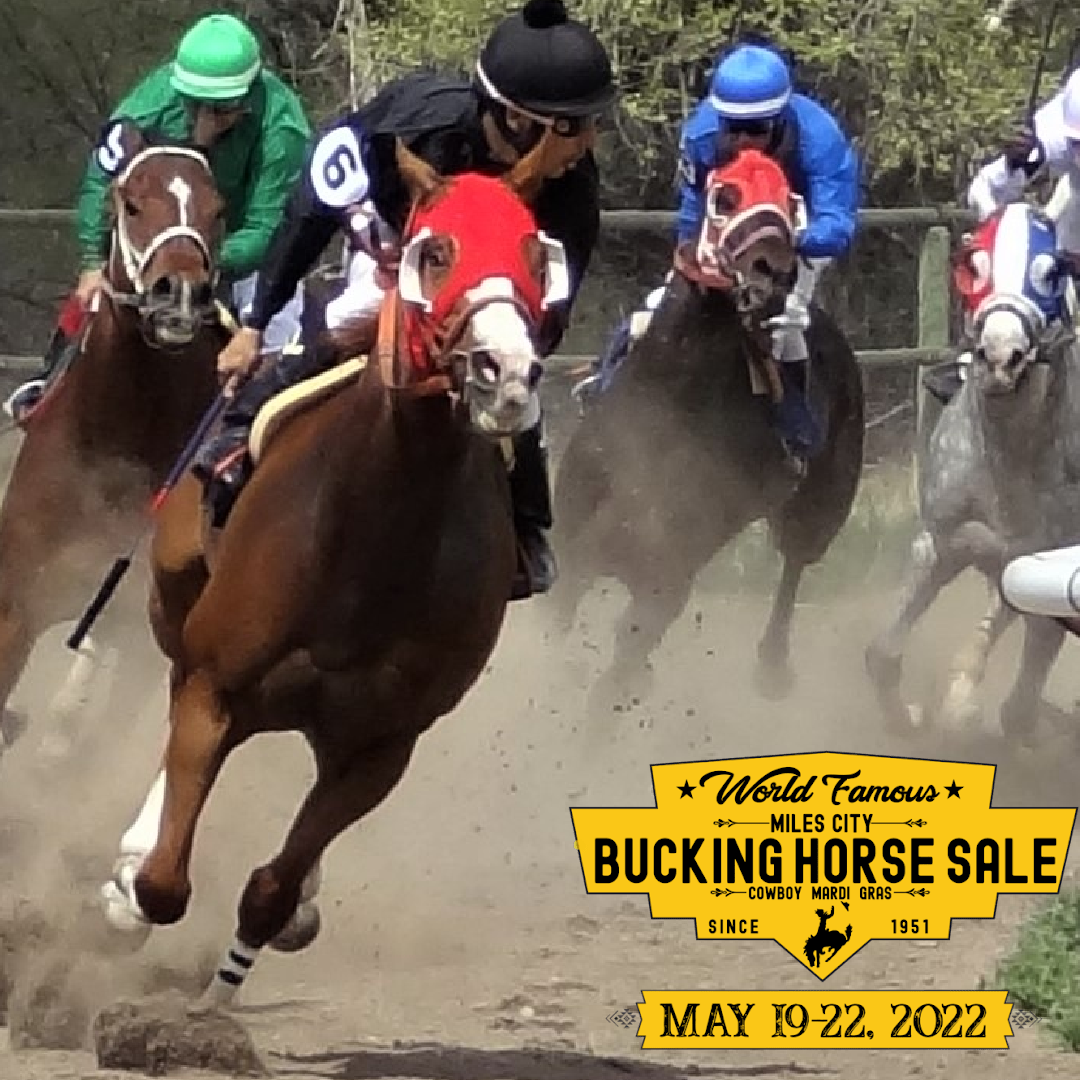 History of the Miles City Bucking Horse Sale Cowboy Lifestyle Network