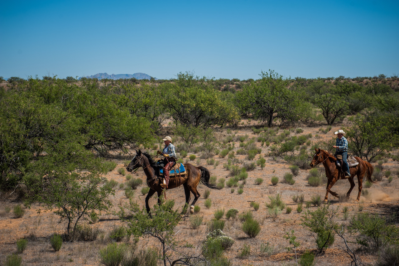 Take a Trip to Visit the Elk Horn Ranch in Southern Arizona