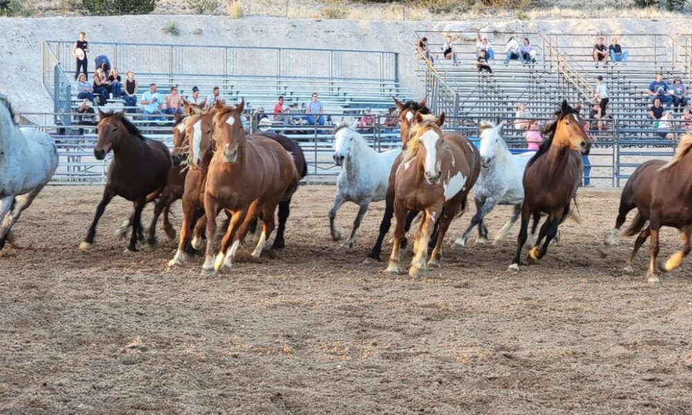Fort Verde Days Rodeo 2022 Cowboy Lifestyle Network