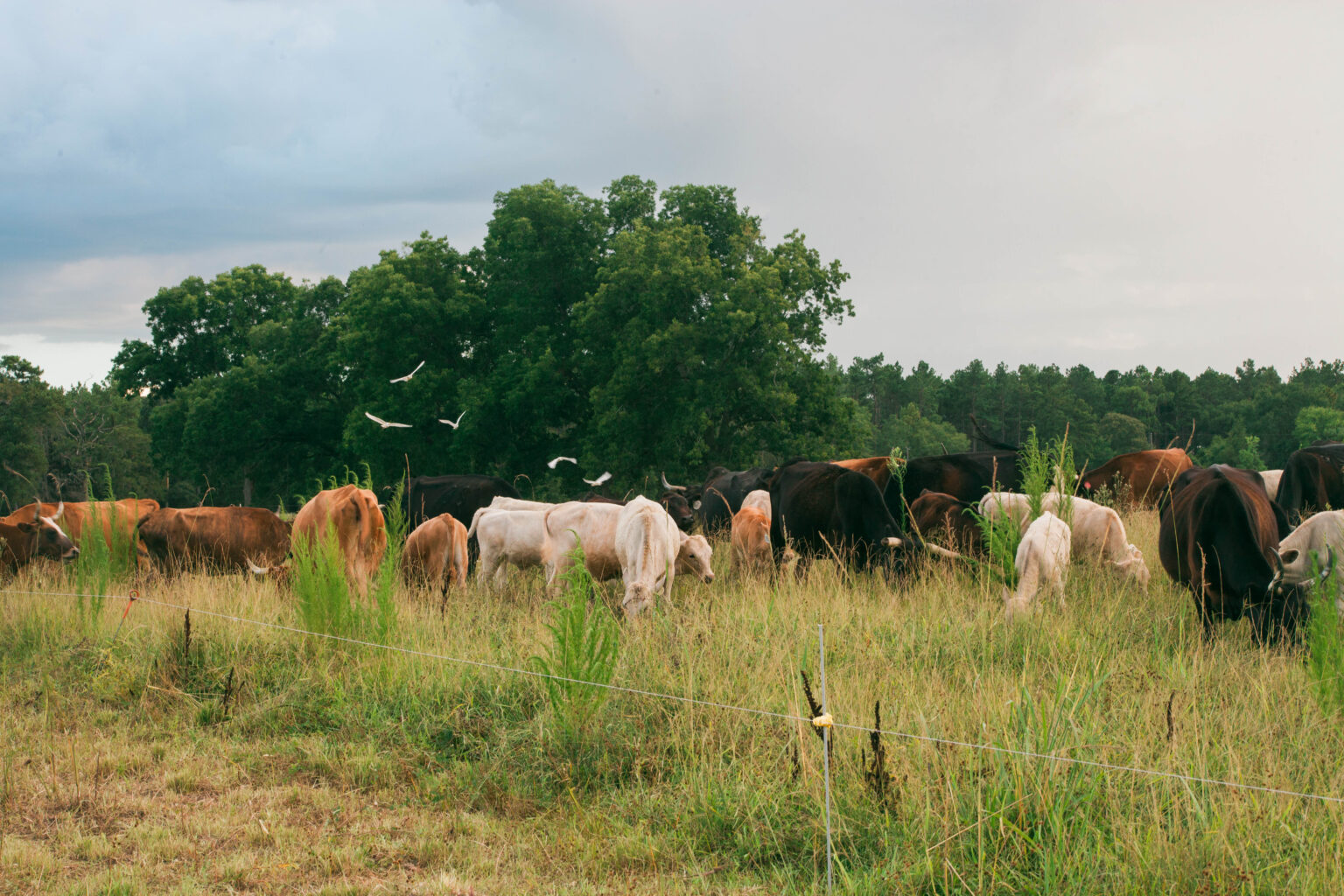 A Sustainable Take on Ranching and the Beef Industry