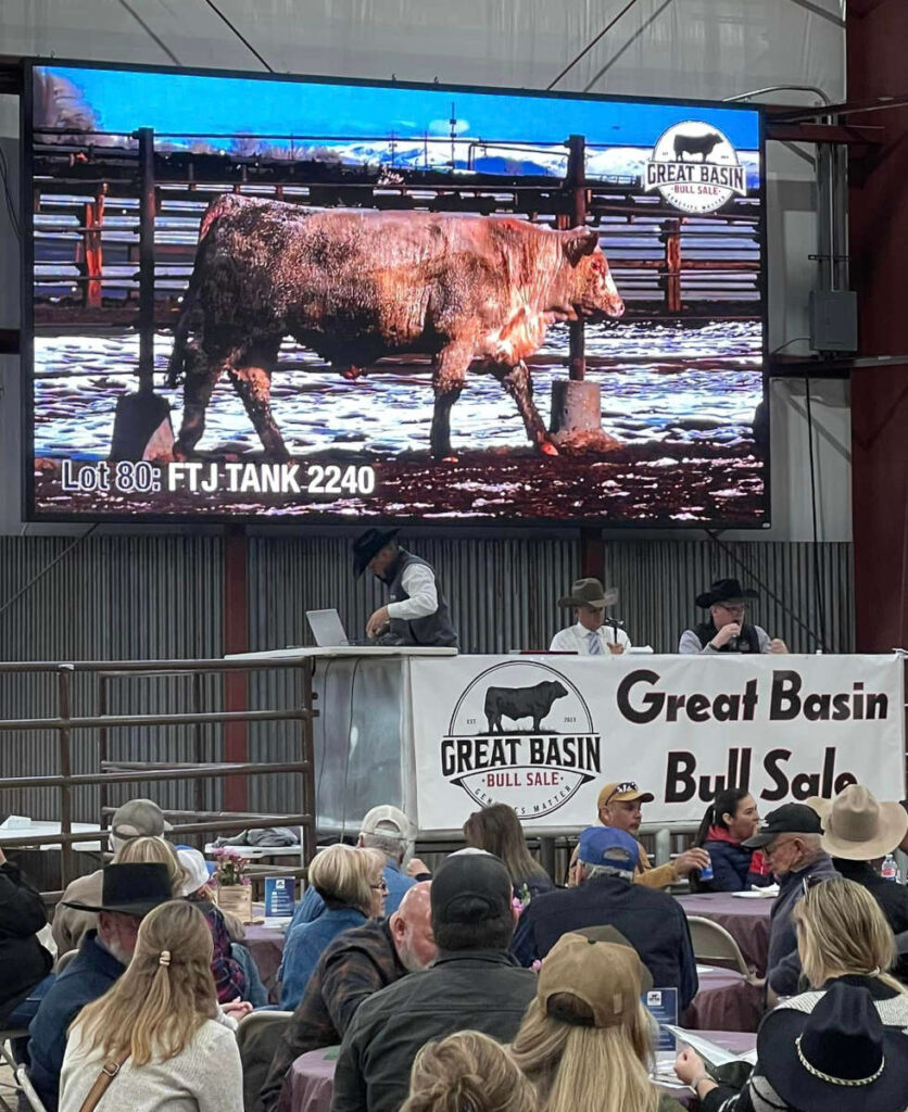 Credit: Great Basin Bull Sale