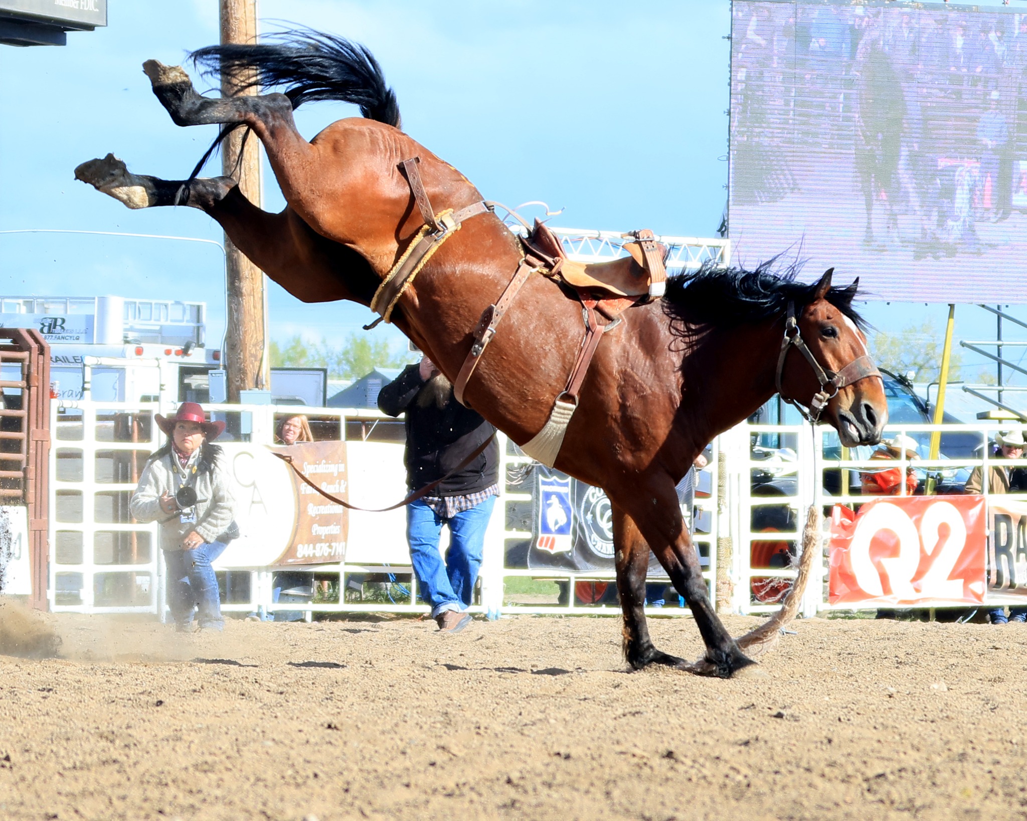 Miles City Bucking Horse Sale Experience the Thrill of Montana's