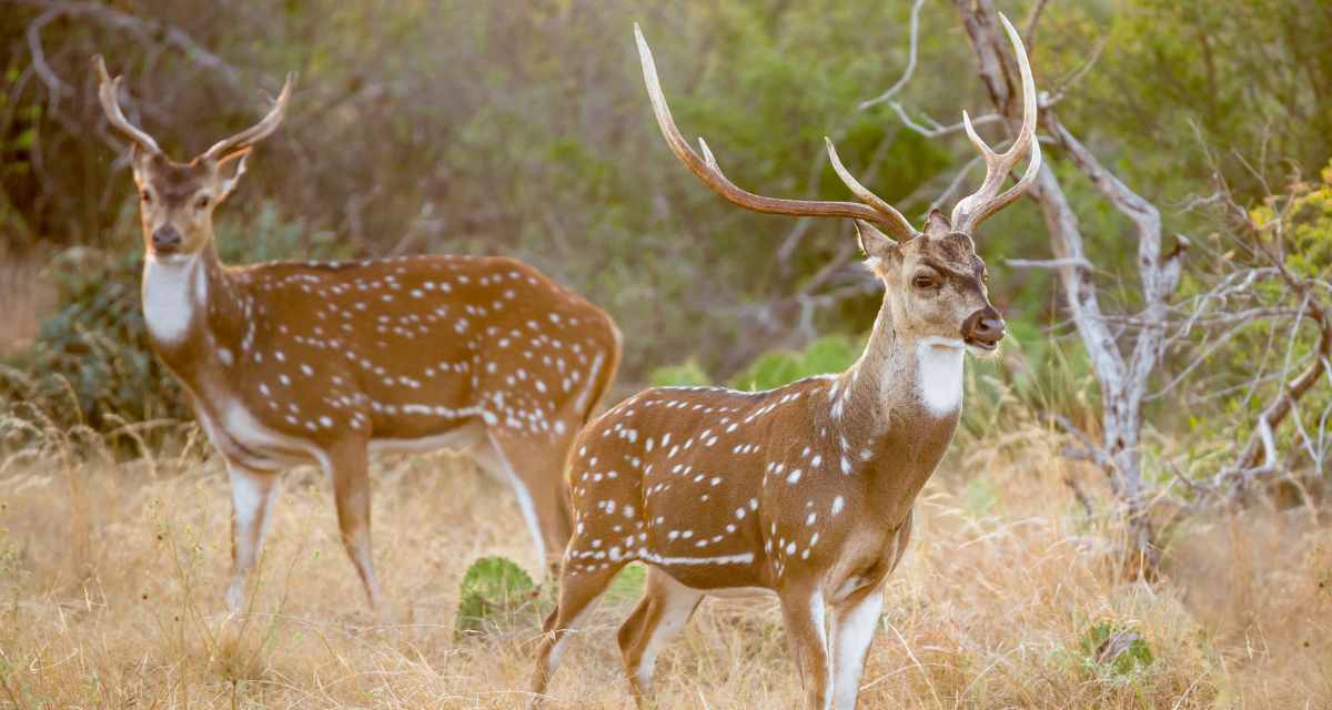 The Best of Texas Hunting - Cowboy Lifestyle Network