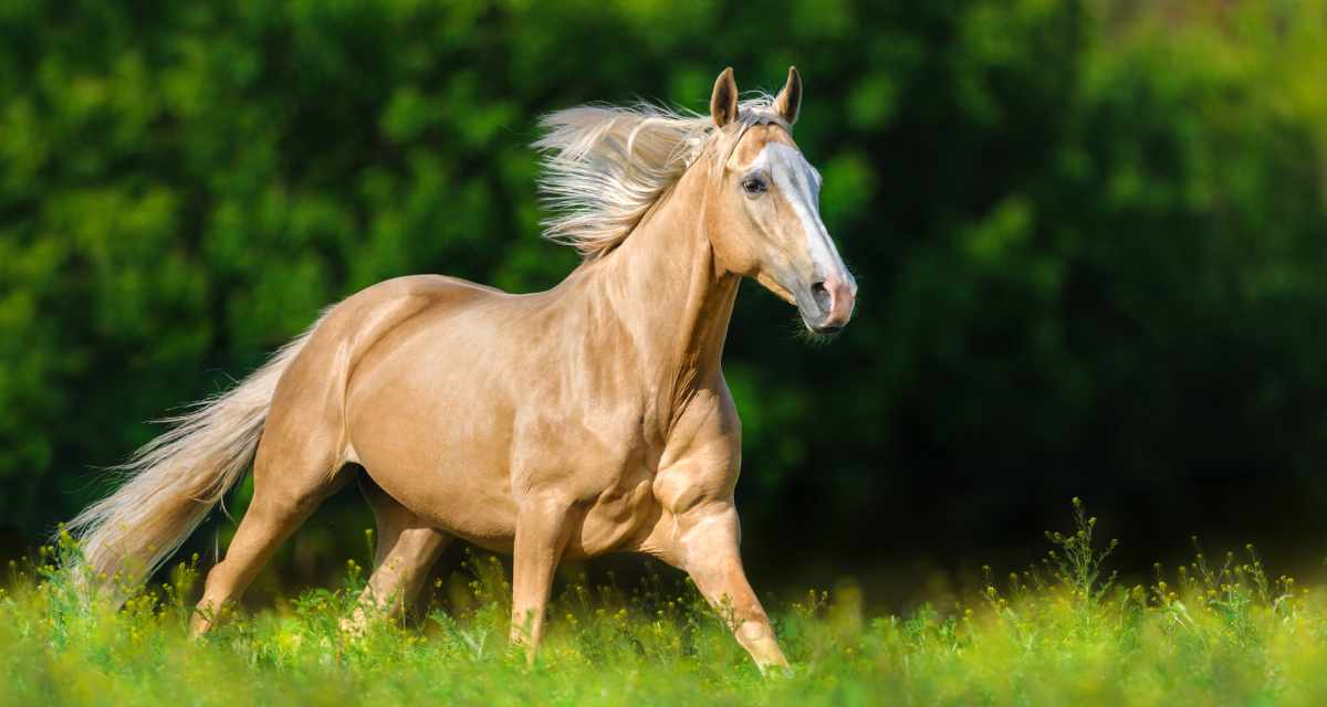 Do You Know These 5 Things About Palomino Horses?