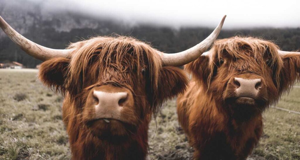 5 Crazy Facts About Mini Cows - Cowboy Lifestyle Network