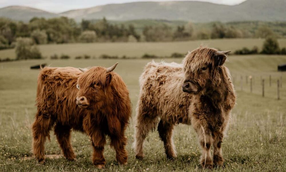 5 Crazy Facts About Mini Cows - Cowboy Lifestyle Network