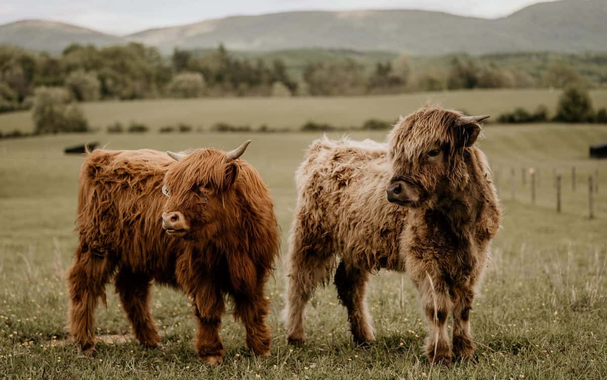 Mini Cows are Adorable, But Do They Make Good Pets? Miniature Cattle