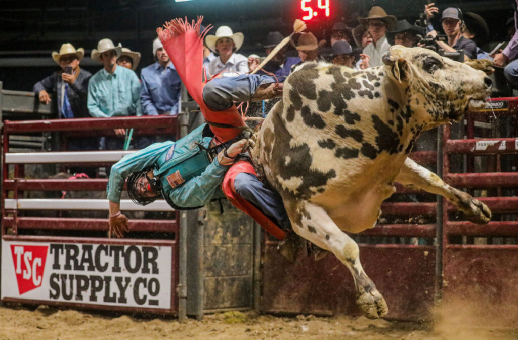 Bull rider about to be bucked off a bull