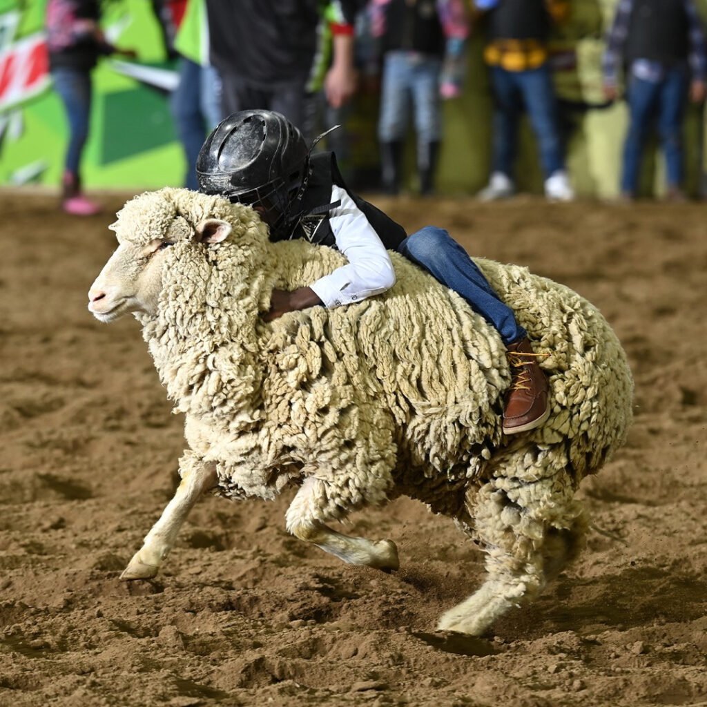 Photo Courtesy of National Western Stock Show