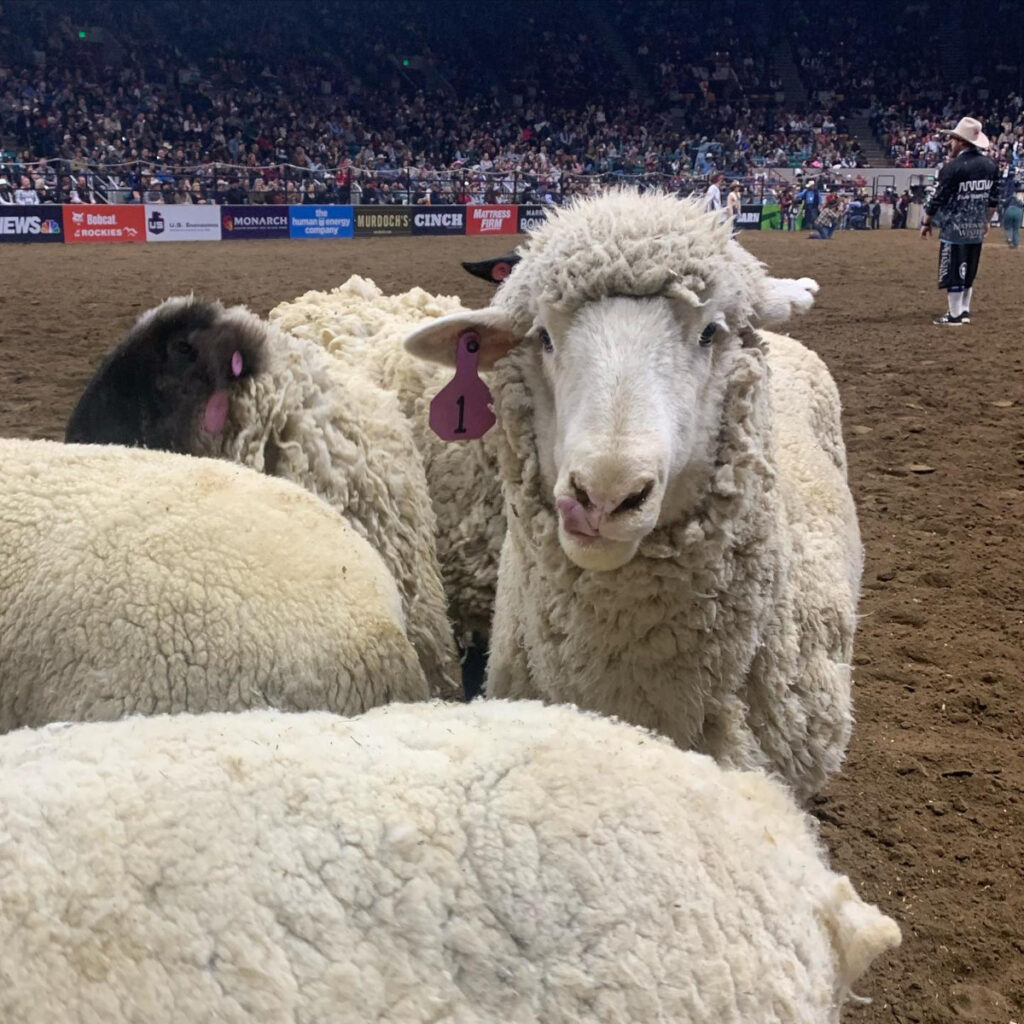 Photo Courtesy of National Western Stock Show