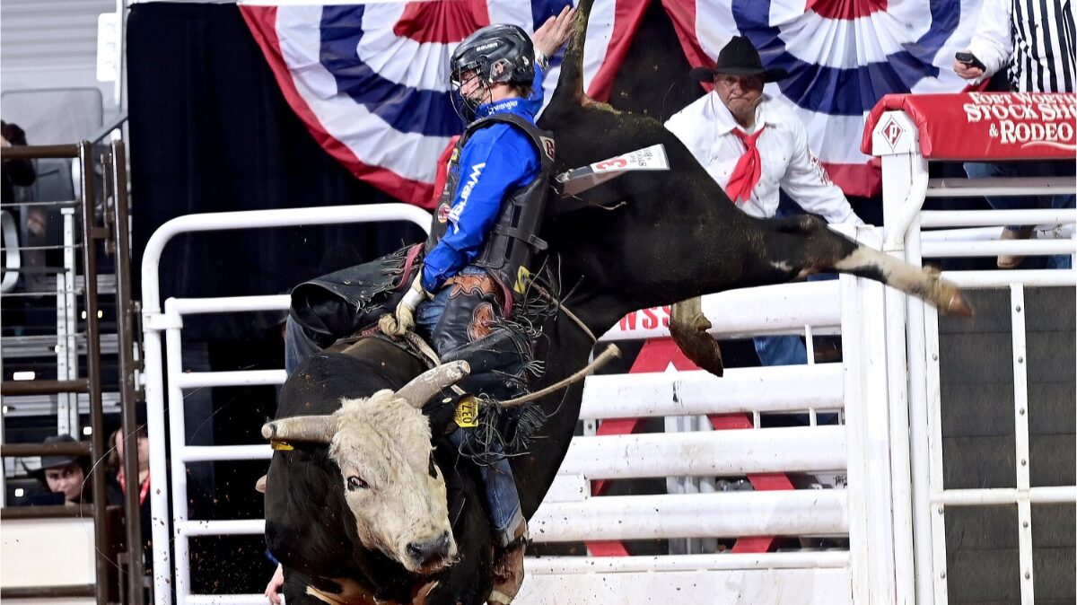 Maverick Potter from Waxahachie, Texas, was the only bull rider at the Fort Worth Stock Show & Rodeo’s ProRodeo Tournament to have four successful rides. His biggest came at the Championship Finals on Saturday night in Dickies Arena when he scored 89.5 points on Sutton Rodeo’s Mr. Demon for the title. He earned a total of $30,333 during this year’s competition. FWSSR photo by James Phifer