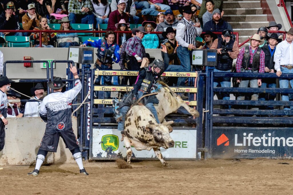 Reigning college champion Wacey Schalla of Arapaho, Oklahoma, rides Cervi Championship Rodeo’s Vitalix Anthrax for 90 points to win the bull riding championship at the National Western Stock Show Rodeo January 26 at Denver Coliseum. Stetson Wright, the eight-time world champion who returned to action after a year’s layoff, and finished one point behind Schalla is cheering in the background wearing a bright blue shirt. NWSS photo by Ric Andersen