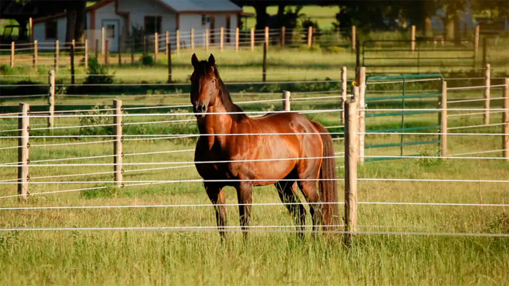 Cameo Horse Fencing Has Quick and Easy Installation