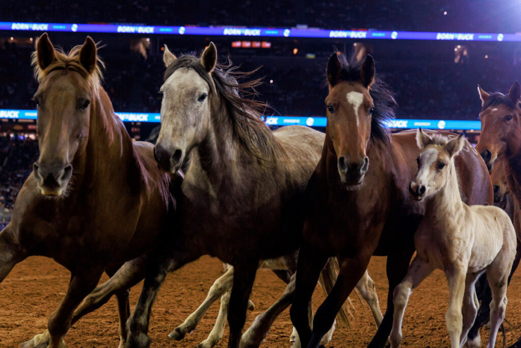 Credit: Rodeo Houston