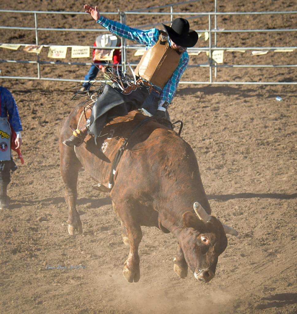 Bull riding Tucson Rodeo 2025. Photo by Gabe Lopez.