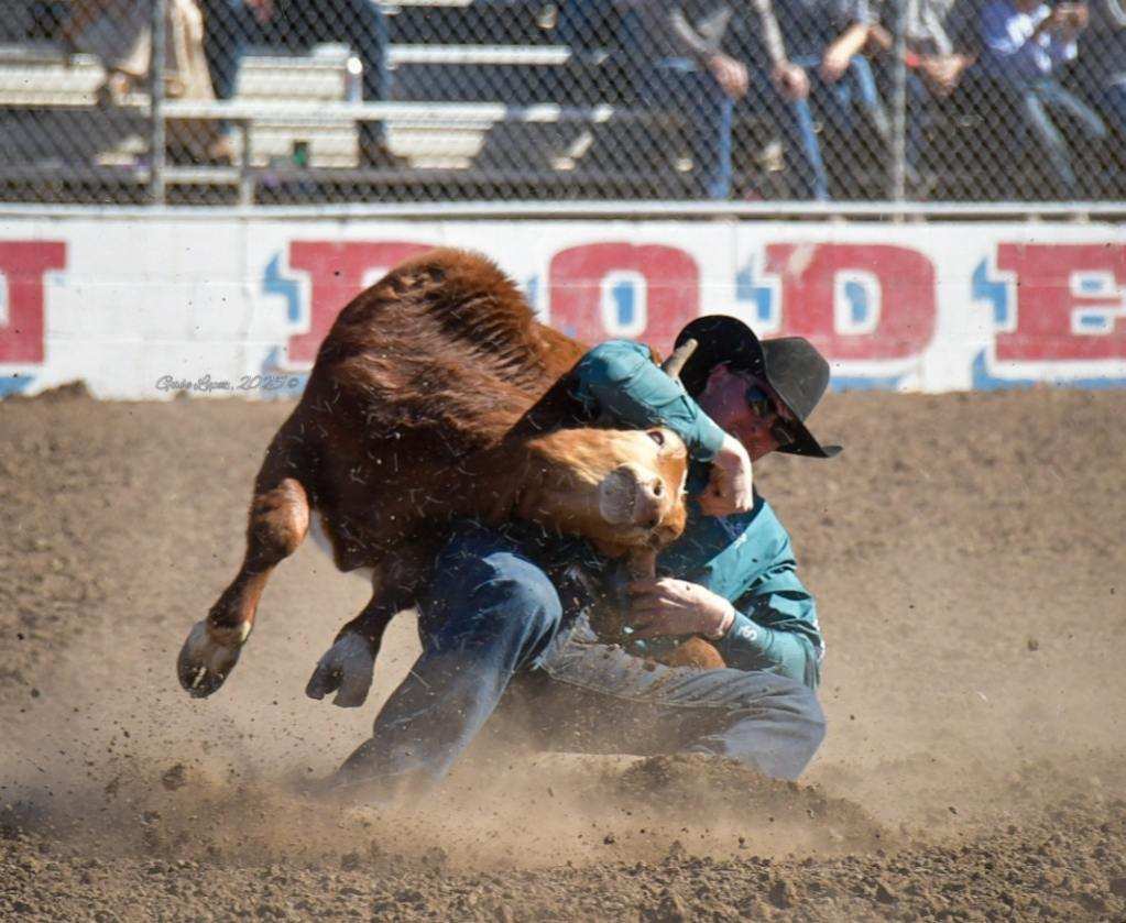 Steer Wrestling Tucson Rodeo 2025. Photo by Gabe Lopez.