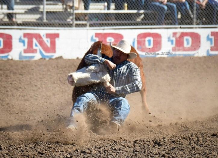 Steer Wrestling Tucson Rodeo 2025. Photo by Gabe Lopez.