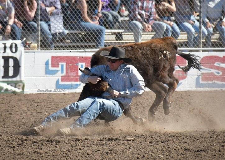 Steer Wrestling Tucson Rodeo 2025. Photo by Gabe Lopez.