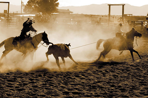 Two men lasso a calf in a team steer roping competition. Focus is on the man on the left. Some motion blur