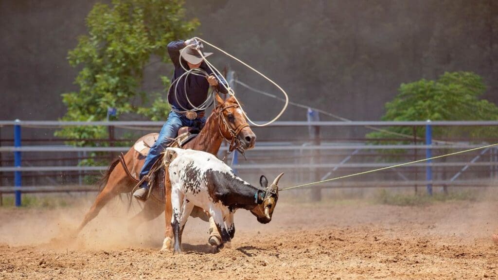 Team Roper attempting to rope the hind legs of a calf