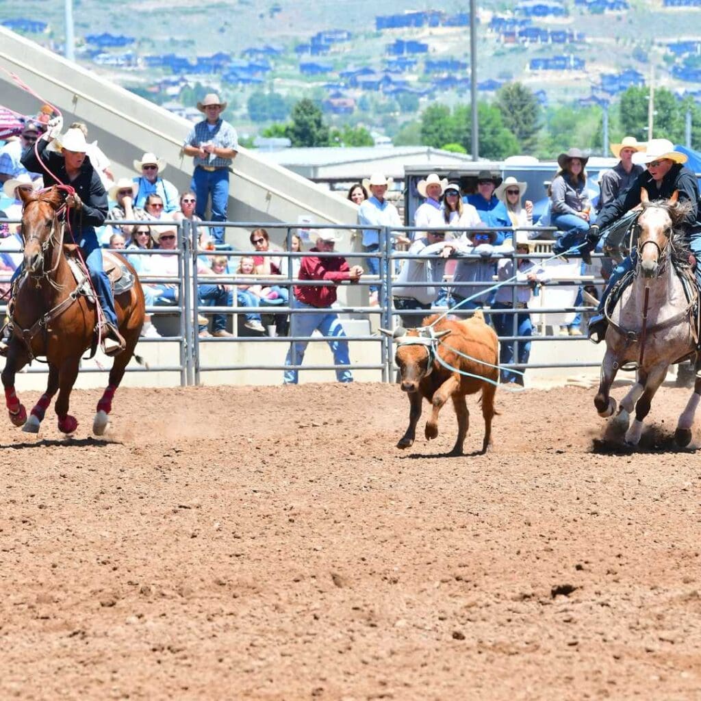 Two male athletes riding horses trying to rope a steer. Photo credit UHSRA