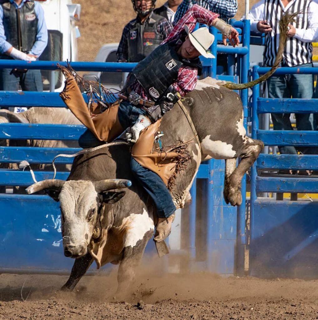 Cowboy hanging on tight while riding a bucking bull