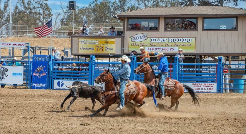 Two cowboys on horseback attempting to rope a calf