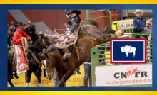 Saddle bronc. CNFR Photo credit: Jackie Jensen photography