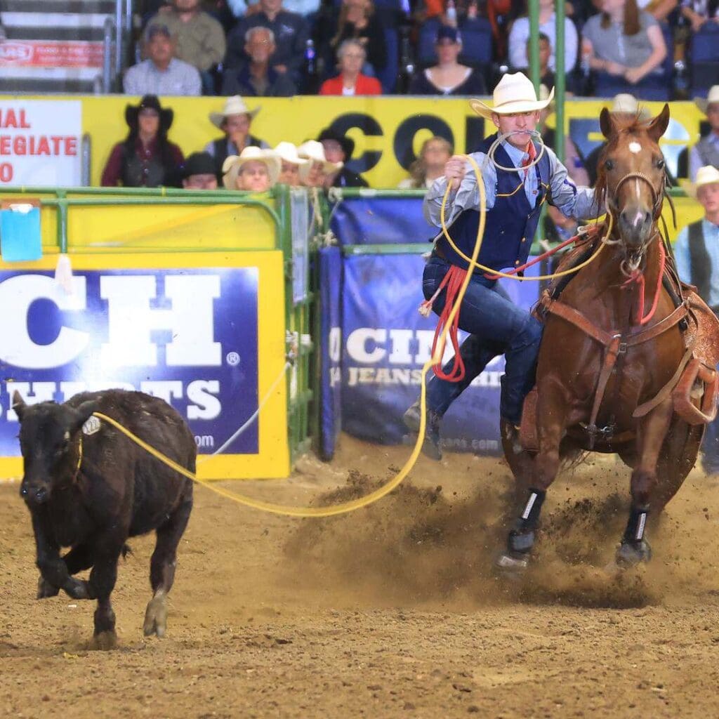 Tie down roper at College National Finals Rodeo. Jackie Jensen Photography