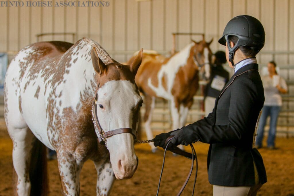 Pinto horse and competitor at 2024 PWC