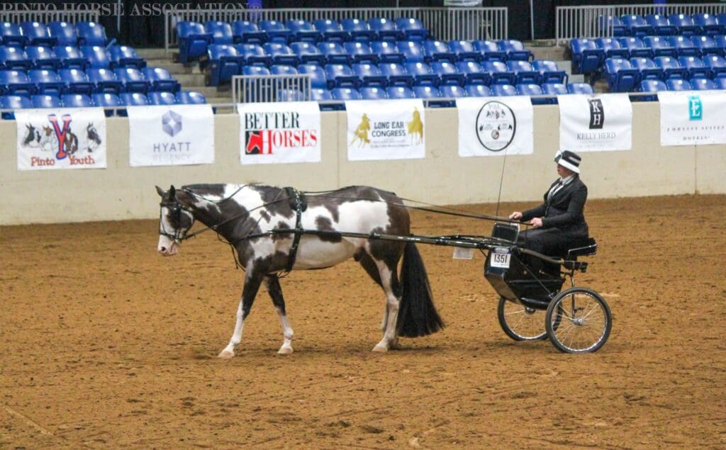 Pinto horse and competitor at 2024 PWC