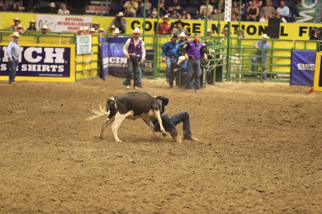Steer-Wrestling-Gavin-Soileau. College National Finals Rodeo.
