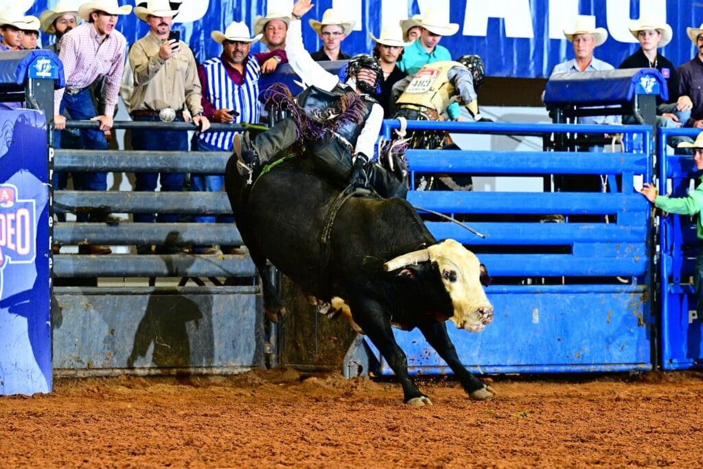 Cowboy riding a bull