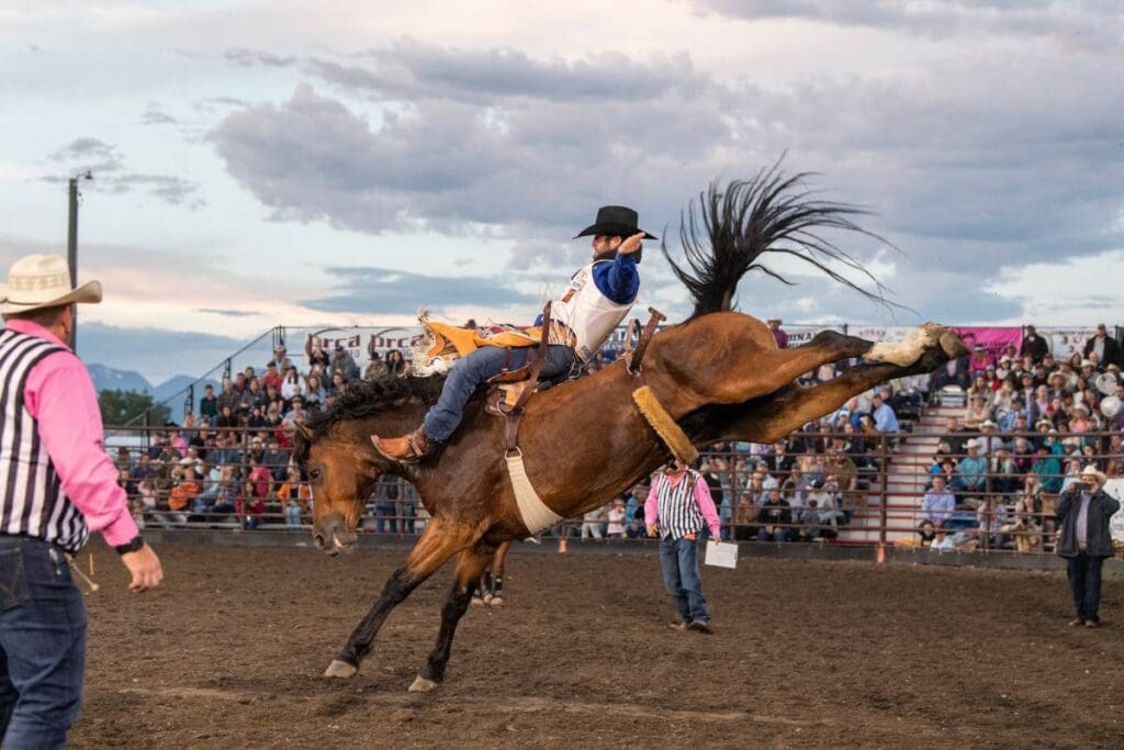 Bronc Rider at Livingston Round Up Rodeo
