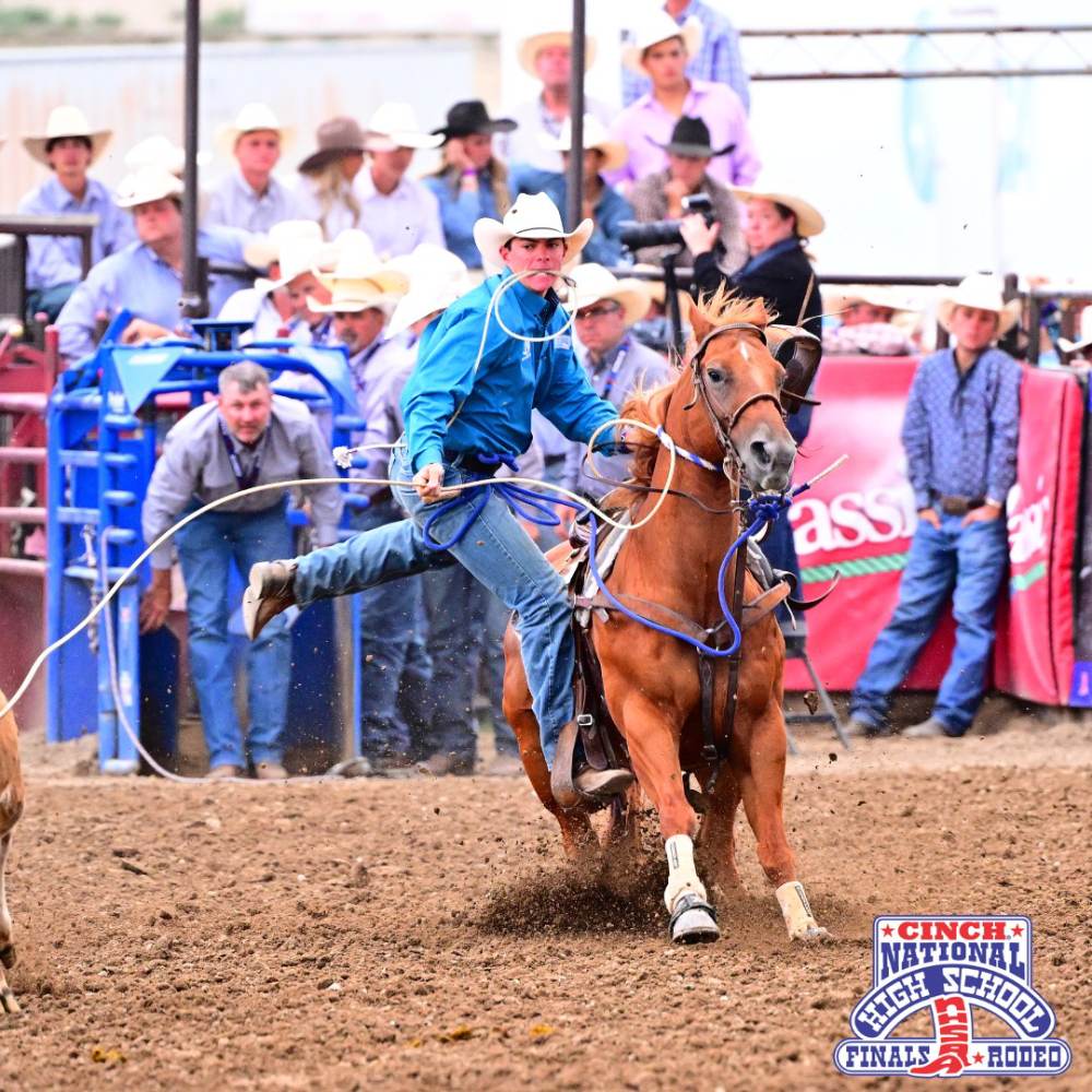 Tie Down Roper dismounting his horse to tie down a steer at National High School Finals Rodeo