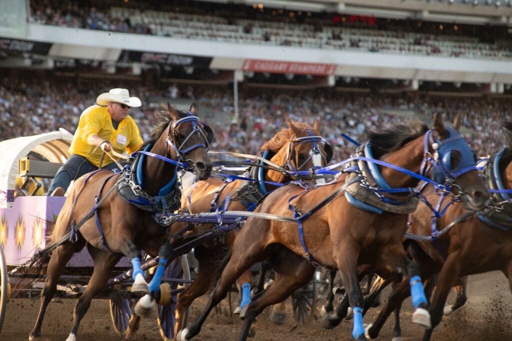 Chuckwagon Races at Calgary Stampede