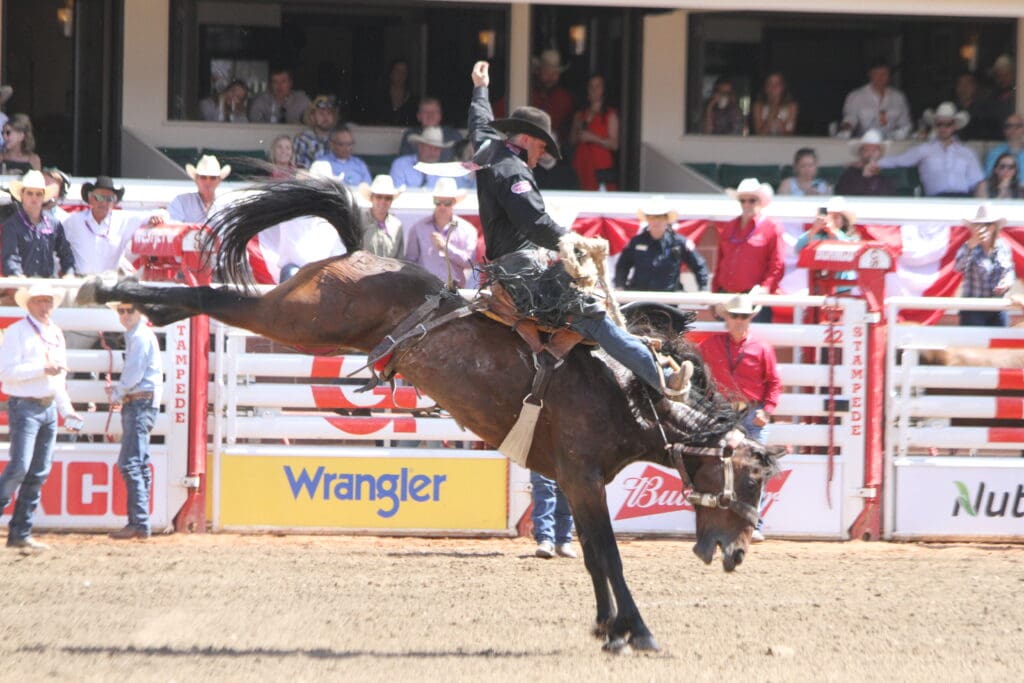 Saddle bronc rider at the Calgary Stampede