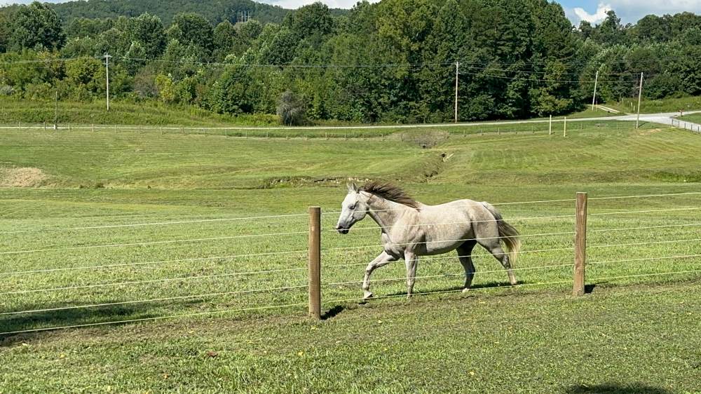 Cameo Fencing with Horse running