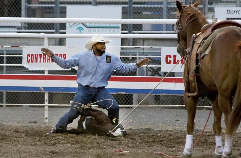 Cowboy on ground with calf. Calf has legs tied up during a brief few seconds at Tie down roping event at Cody Nite Rodeo