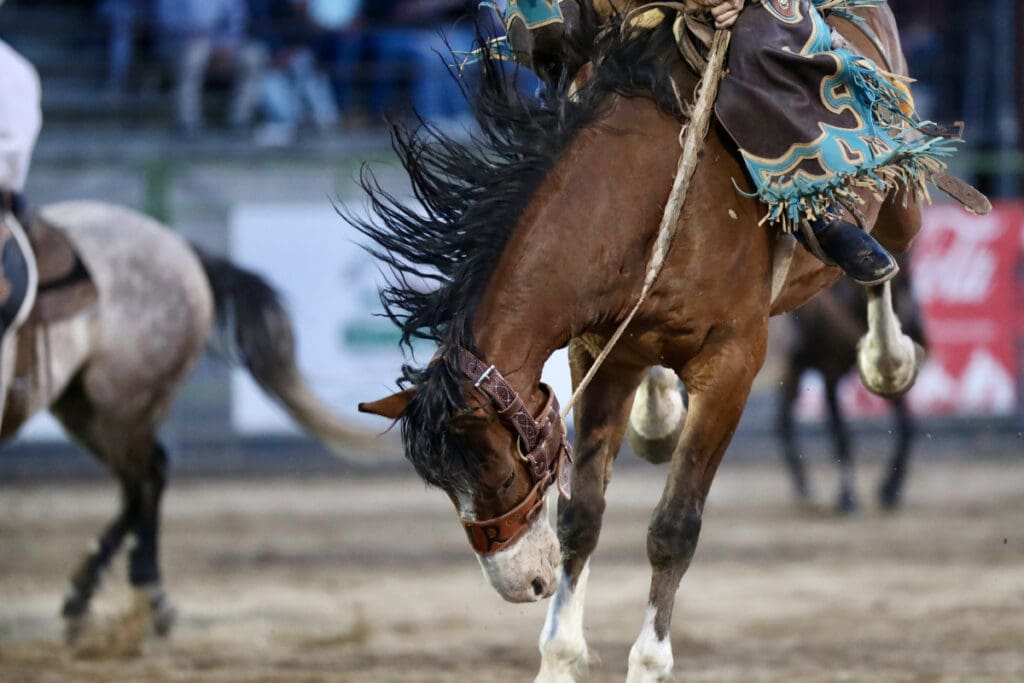 Photo Courtesy of Jackson Hole Rodeo