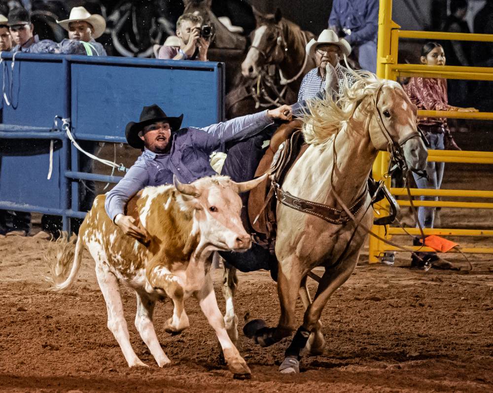 Cowboy wrestling a steer