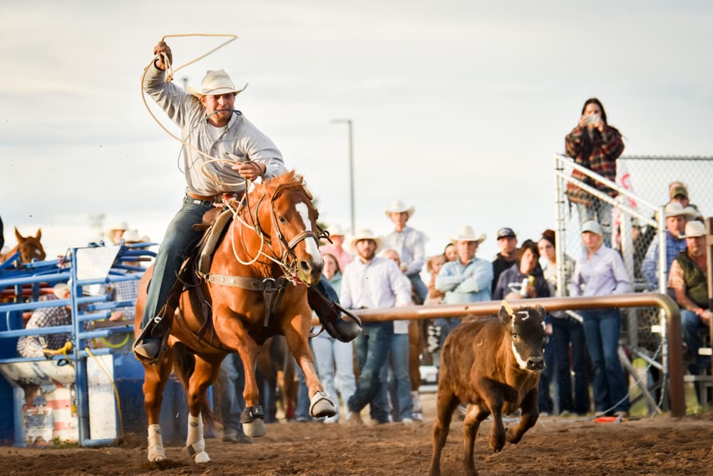 Calf roper in the rodeo arena