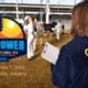 Iconic Blue FFA jacket worn by a livestock judge