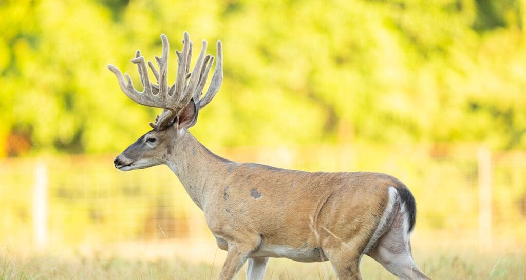 Deer in wilderness