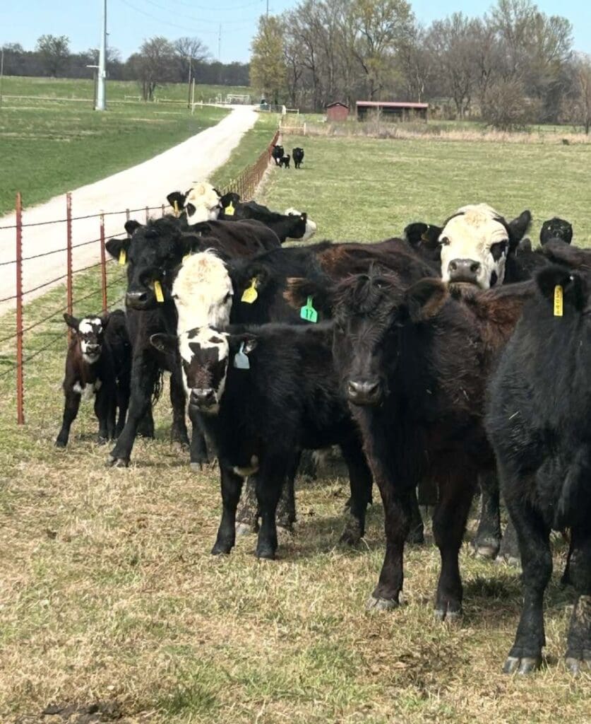 Cows on the Kelsee Bradshaw Ranch