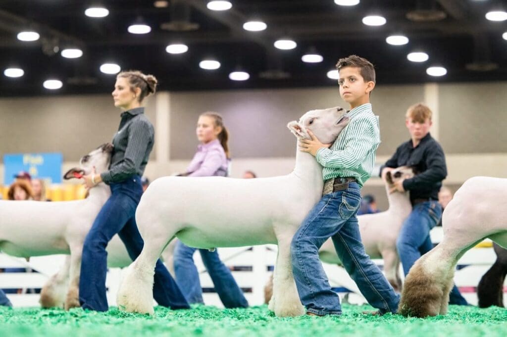 Young boy holding the head of a sheep during a sheep showing event