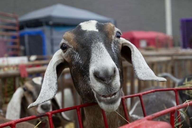 Goat peering over a trough